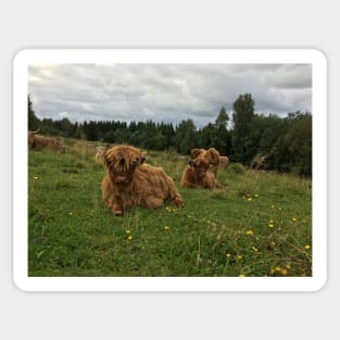 Scottish Highland Cattle Calves 1514 Sticker